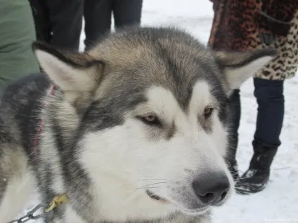 будинки емо