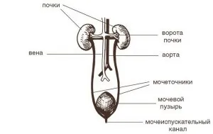 Двостороння піелоектазія нирок причини, симптоми, лікування (лікування) Двостороння піелоектазія нирок причини, симптоми, лікування