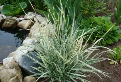 Двукісточнік посадка і догляд у відкритому грунті, фото (догляд) Двукісточнік посадка і догляд у відкритому грунті, фото