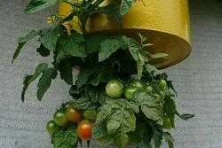 Вирощуємо овочі догори дригом