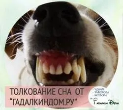Бачити уві сні собаку яка хоче вкусити, до чого це (бачити уві сні собаку яка хоче вкусити) Бачити уві сні собаку яка хоче вкусити, до чого це
