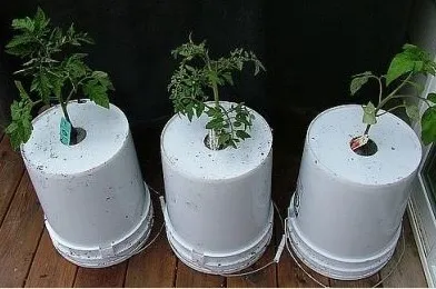 Вирощуємо овочі догори дригом
