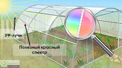 Види полікарбонату - розміри, характеристики і застосування