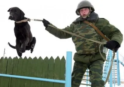 В армію з собакою або армійський кінолог (собаки) В армію з собакою або армійський кінолог