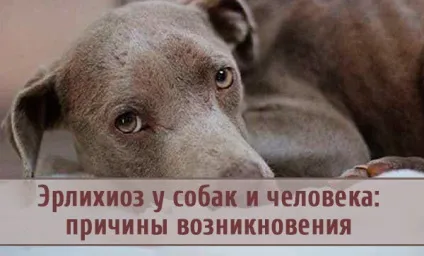 Ерліхіоз у собак і людини причини виникнення (ерліхіоз) Ерліхіоз у собак і людини причини виникнення
