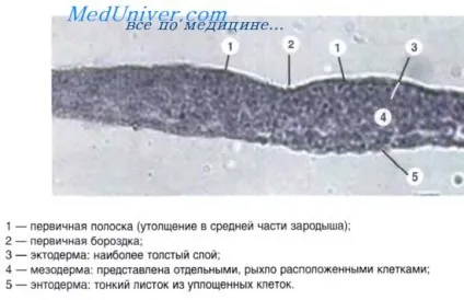 епітеліальні тканини