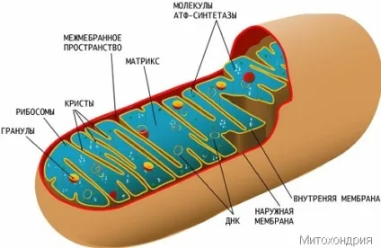 Енергетичні процеси в клітині - частина 2, найбільший портал по навчанню