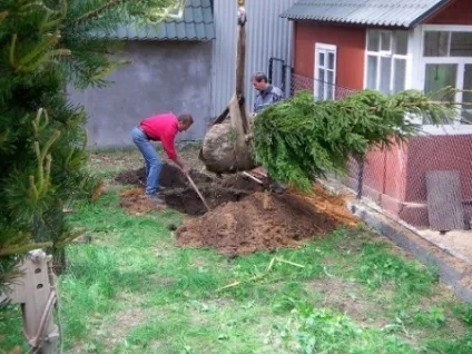 Ялина в саду, вибираємо правильно, садимо правильно, як доглядати (правильно) Ялина в саду, вибираємо правильно, садимо правильно, як доглядати