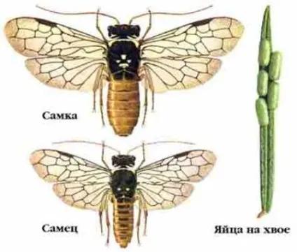 Ялина в саду, вибираємо правильно, садимо правильно, як доглядати (посадка догляд якої) Ялина в саду, вибираємо правильно, садимо правильно, як доглядати