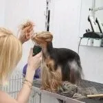 Етапи відкриття готелю для тварин