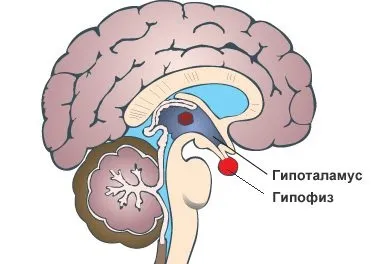 Фази менструального циклу, вплив гармонов (вплив) Фази менструального циклу, вплив гармонов