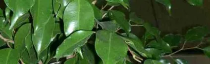 Фікус вплив на людину