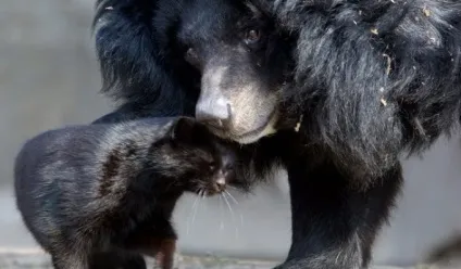 Цей ведмідь помітив кішку в своєму вольєрі () Цей ведмідь помітив кішку в своєму вольєрі