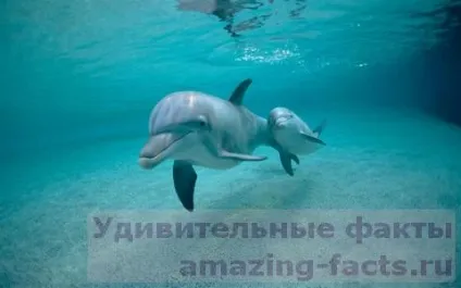 Факти про дельфінів