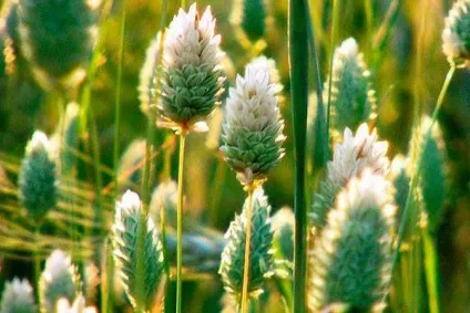 Фаляріс тростинний і ряболистий - секрети вирощування декоративного трави - my life (декоративної) Фаляріс тростинний і ряболистий - секрети вирощування декоративного трави - my life