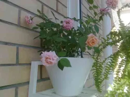 Фікус вплив на людину