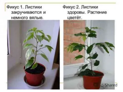 Фікус вплив на людину