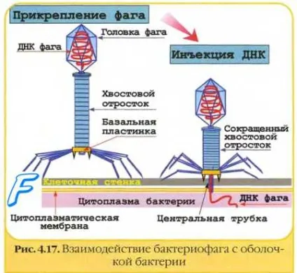 Фаги - віруси бактерій, найбільший портал по навчанню (фаги) Фаги - віруси бактерій, найбільший портал по навчанню