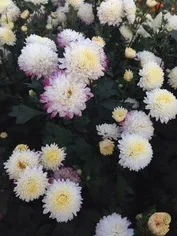 Флористика в деталях хризантеми на весіллі (даної пори року) Флористика в деталях хризантеми на весіллі