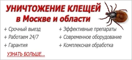 Фото кліщів - як виглядають різні види (як виглядають різні) Фото кліщів - як виглядають різні види