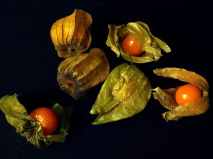 Фізаліс фото і види, вирощування і догляд за рослиною (догляд) Фізаліс фото і види, вирощування і догляд за рослиною