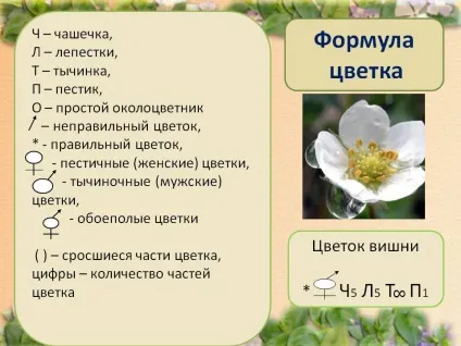 Формула квітки - презентація 5421-26 (формула) Формула квітки - презентація 5421-26