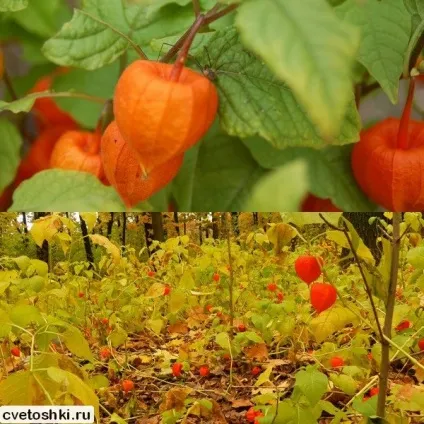 Фізаліс декоративний і їстівний сорти з фото, вирощування з насіння (сорти) Фізаліс декоративний і їстівний сорти з фото, вирощування з насіння