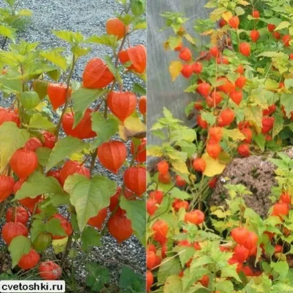 Фізаліс декоративний і їстівний сорти з фото, вирощування з насіння (сорти) Фізаліс декоративний і їстівний сорти з фото, вирощування з насіння
