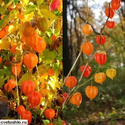 Фізаліс декоративний і їстівний сорти з фото, вирощування з насіння (сорти) Фізаліс декоративний і їстівний сорти з фото, вирощування з насіння