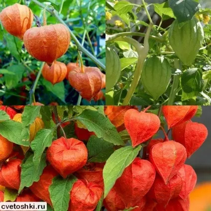 Фізаліс декоративний і їстівний сорти з фото, вирощування з насіння (декоративний) Фізаліс декоративний і їстівний сорти з фото, вирощування з насіння