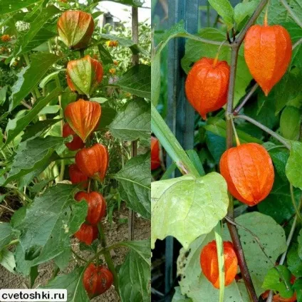 Фізаліс декоративний і їстівний сорти з фото, вирощування з насіння (фізаліс їстівний) Фізаліс декоративний і їстівний сорти з фото, вирощування з насіння