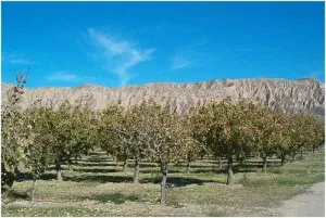 Де ростуть фісташки, фото (фісташки фото картинки країна Україна) Де ростуть фісташки, фото