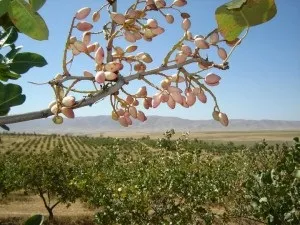 Де ростуть фісташки, фото (фото) Де ростуть фісташки, фото