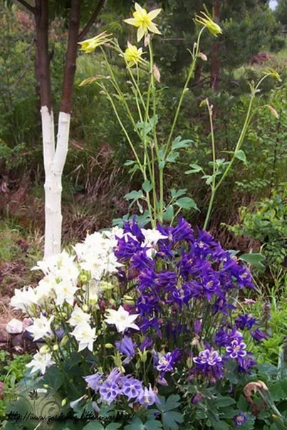 Gardening, як садити і виростити аквилегию з насіння