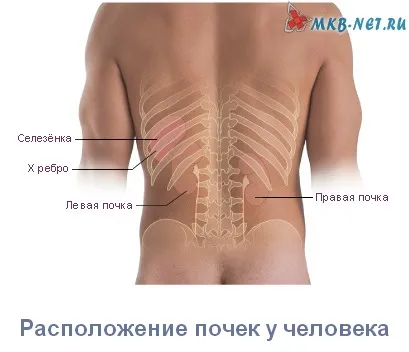 Де знаходяться нирки у людини фото, відео з поясненнями (знаходяться) Де знаходяться нирки у людини фото, відео з поясненнями