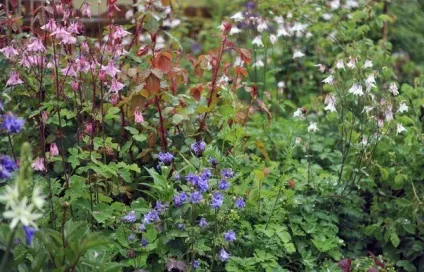 Gardening, як садити і виростити аквилегию з насіння