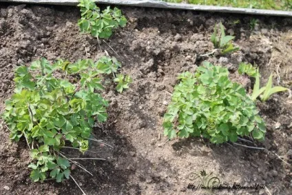 Gardening, як садити і виростити аквилегию з насіння