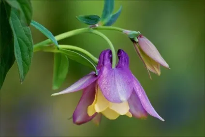 Gardening, як садити і виростити аквилегию з насіння