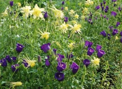 Gardening, як садити і виростити аквилегию з насіння