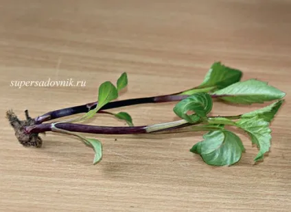 Георгіна майстер-клас по живцювання і фото на (дивитися жоржини) Георгіна майстер-клас по живцювання і фото на