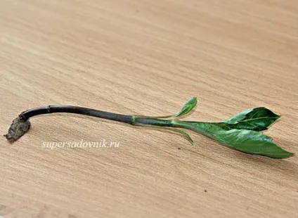 Георгіна майстер-клас по живцювання і фото на (жоржини) Георгіна майстер-клас по живцювання і фото на