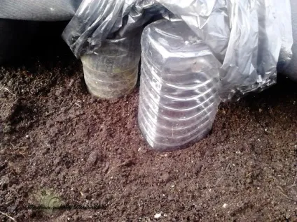 Gardening, як садити і виростити аквилегию з насіння