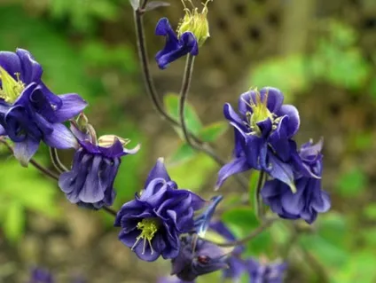 Gardening, як садити і виростити аквилегию з насіння