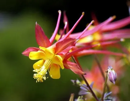 Gardening, як садити і виростити аквилегию з насіння