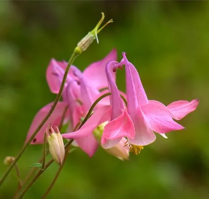 Gardening, як садити і виростити аквилегию з насіння