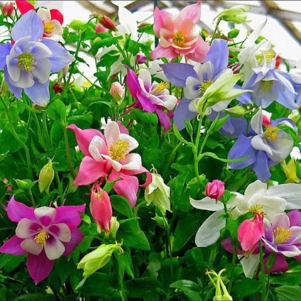 Gardening, як садити і виростити аквилегию з насіння