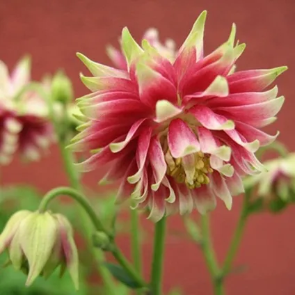 Gardening, як садити і виростити аквилегию з насіння
