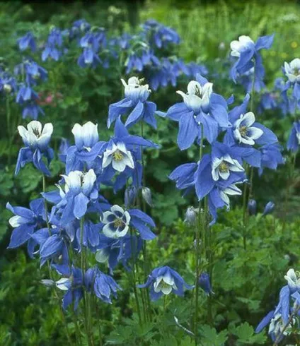 Gardening, як садити і виростити аквилегию з насіння