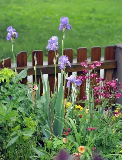 Gardening, як садити і виростити аквилегию з насіння