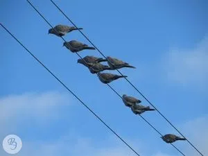 Горлиця кільчаста